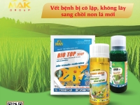 Biện pháp phòng trừ bệnh lem lép hạt lúa