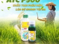 Giải pháp giúp lúa đẻ nhánh tốt, tăng chồi hữu hiệu: ATC P500