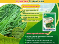 Giải pháp quản lý dư lá, lợp lá do thừa đạm ở vụ Đông Xuân - Hè Thu