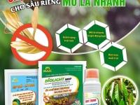 Giải pháp chặn đọt tức thì – mở lá nhanh cho sầu riêng: BIOLIGHT + ĐẸP QUẢ, DÀY CƠM (Vua Chặn Đọt) + KALY TRONG
