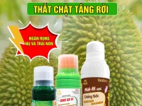 GIẢI PHÁP DƯỠNG BÔNG, NGỪA KHÔ BÔNG VÀ CHỐNG RỤNG BÔNG, TRÁI NON TRÊN SẦU RIÊNG GIAI ĐOẠN CHẠY TRÁI SAU XỔ NHỤY