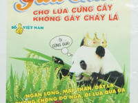 Đa Quốc Gia_Giải pháp giúp lúa cứng cây hạn chế đổ ngã trong vụ Hè Thu