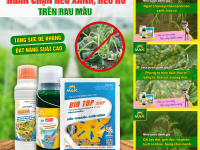 Phòng trị bệnh thối rễ, thối thân có nguồn gốc từ đất trên Rau màu