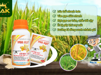 Giải pháp giúp lúa vào gạo nhanh, hạt no, nặng ký.