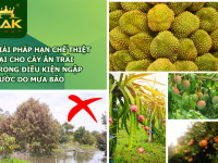 GIẢI PHÁP HẠN CHẾ THIỆT HẠI CHO CÂY ĂN TRÁI TRONG ĐIỀU KIỆN NGẬP NƯỚC DO MƯA BÃO