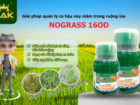 THUỐC TRỪ CỎ HẬU NẢY MẦM - NOGRASS 16OD ATC