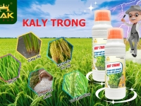 Giải pháp giúp lúa vào gạo nhanh, hạt no, nặng ký giai đoạn sau sạ, trước và sau trổ