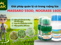 Giải pháp quản lý cỏ trong ruộng lúa: Masaro 55OD, Nograss 16OD