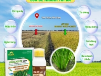 Giải Pháp Hiệu Quả Giúp Lúa Ngắn Lóng, Mập Thân, Đẻ Nhánh Tối Đa, Chống Đổ Ngã Và Đảm Bảo Năng Suất Cao