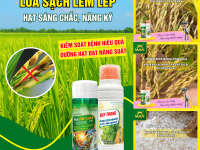 Giải pháp phòng ngừa bệnh lem lép hạt, giúp hạt sáng chắc, no nóc