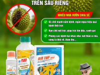 Giải pháp Vàng Lá, Thối Rễ Sầu Riêng – Đánh Bay Nấm Phytophthora, Dưỡng Cây Khỏe Mạnh!