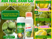 RỬA TRÁI, XANH GAI - KHÔNG LO LÉP HỘC, SƯỢNG CƠM TRONG GIAI ĐOẠN DƯỠNG TRÁI TRƯỚC THU HOẠCH