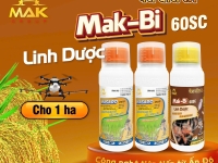 RUỘNG SẠCH CỎ, LÚA CỎ, MẦM MẬP, LÚA KHỎE
